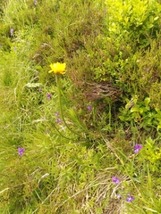 Scorzoneroides pyrenaica