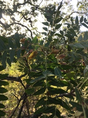 Schinopsis lorentzii