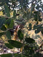 Schinopsis lorentzii