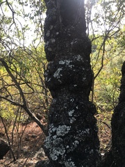 Schinopsis lorentzii