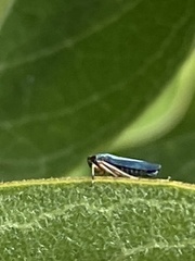 Graphocephala lugubris