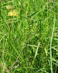 Lysimachia quadriflora