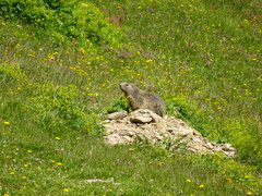 Marmota