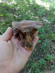 Cortinarius rubripes