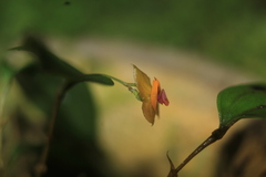 Lepanthes escifera