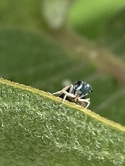 Graphocephala lugubris