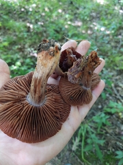 Cortinarius rubripes