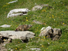 Marmota
