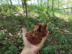Cortinarius rubripes