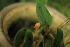 Lepanthes escifera