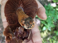 Cortinarius rubripes
