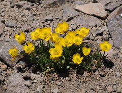 Ranunculus eschscholtzii oxynotus