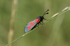 Zygaena viciae