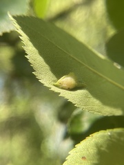 Blaesodiplosis venae