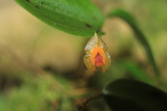 Lepanthes escifera