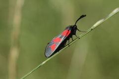 Zygaena viciae