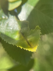 Blaesodiplosis venae