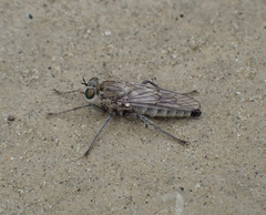 Lasiopogon quadrivittatus