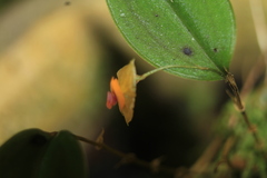 Lepanthes escifera