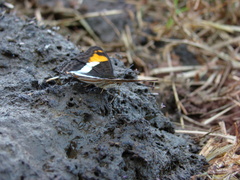 Adelpha malea goyama