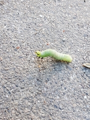 Lepidoptera