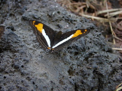 Adelpha malea goyama