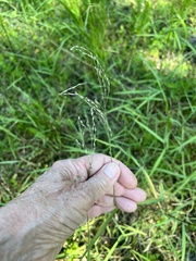 Torreyochloa pallida