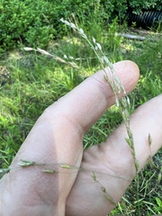 Torreyochloa pallida