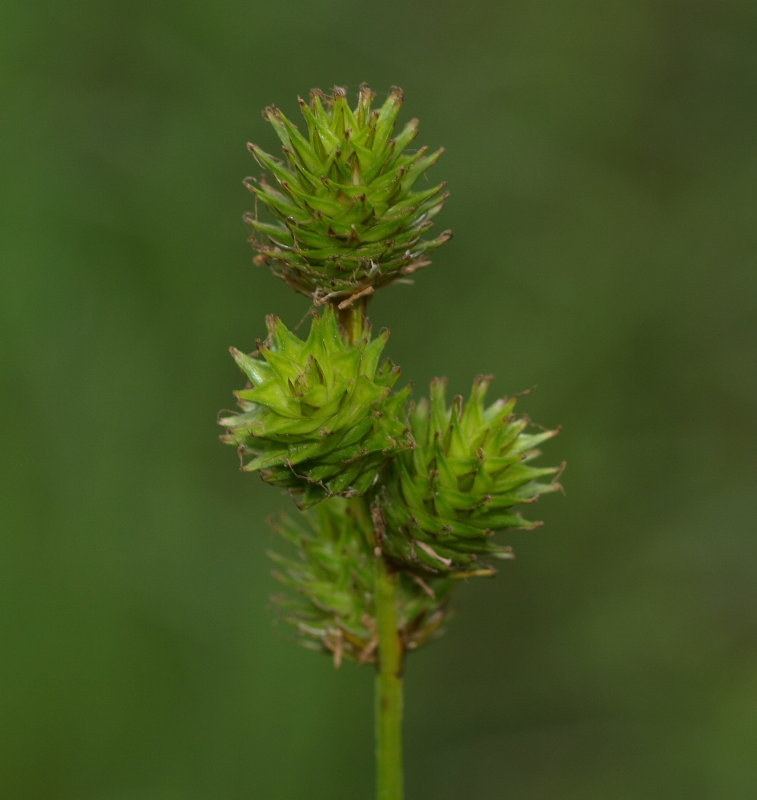 Carex molesta