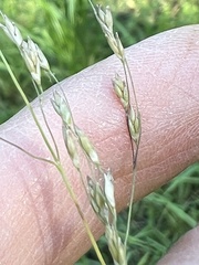 Torreyochloa pallida