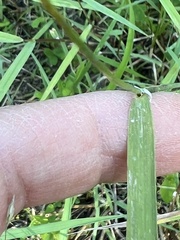 Torreyochloa pallida