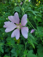 Malva thuringiaca