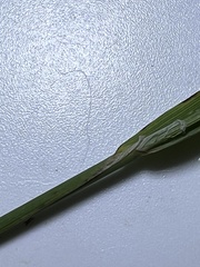 Torreyochloa pallida