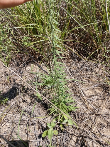 Image of Liatris carrizana by (c) Cleveland Powell, some rights reserved (CC BY)