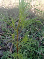 Artemisia biennis