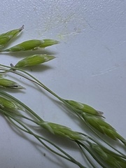 Torreyochloa pallida