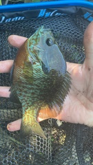 Lepomis auritus × macrochirus