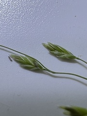 Torreyochloa pallida