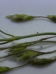 Torreyochloa pallida