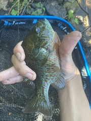 Lepomis auritus × macrochirus