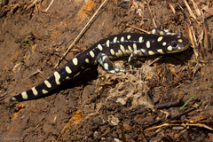 California Tiger Salamander photo 5