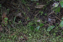 Adenochilus gracilis