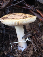 Amanita toxica
