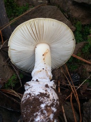 Amanita toxica