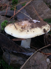 Amanita toxica