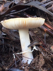 Amanita toxica