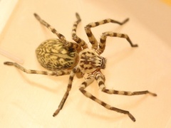 Eusparassus walckenaeri