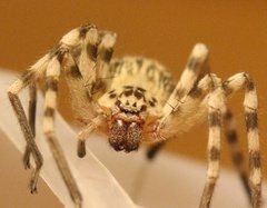 Eusparassus walckenaeri