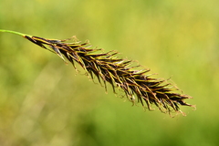 Carex frigida