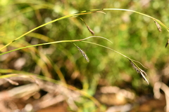 Carex frigida